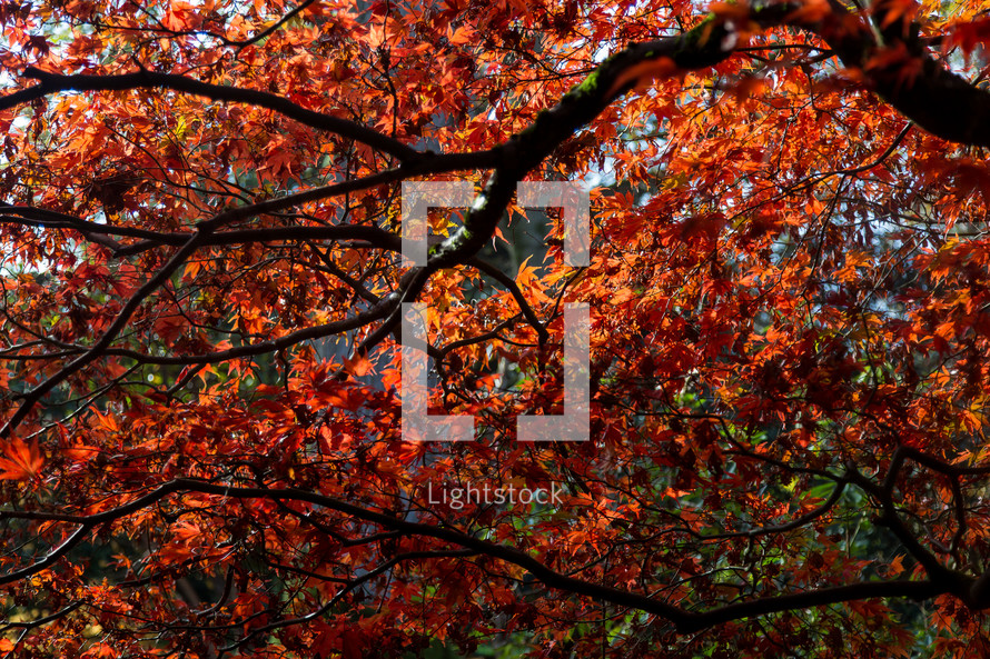fall leaves on a tree branch 