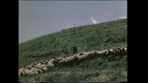 Menashe Heights, Israel, Circa 1940's. Color footage of Israeli farmers herding sheeps in the hills
