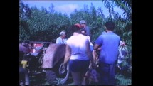 Menashe Heights, Israel, Circa 1940's. Color footage of Israeli farmers working in the fields growing crops