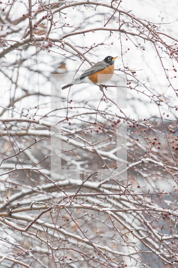 robin in a winter tree 