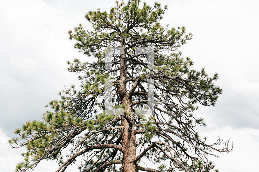 a tall pine tree 