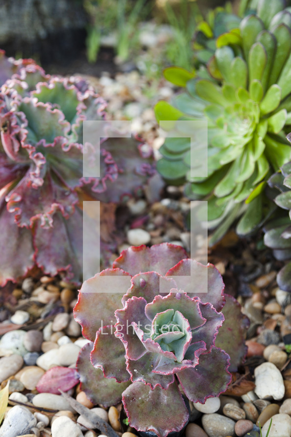 purple and green leaves on a succulent plant 
