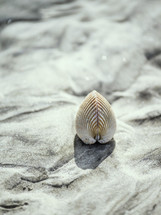 clam on a beach 