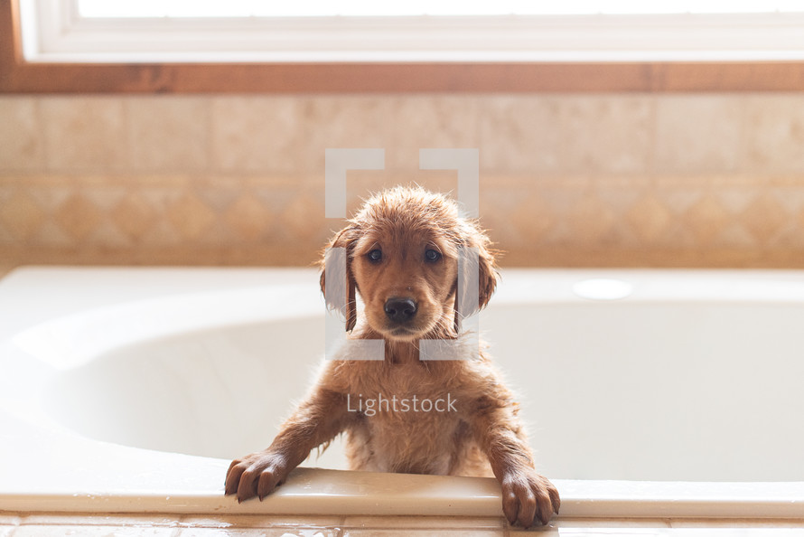 Cute Puppy Bewildered in Bath