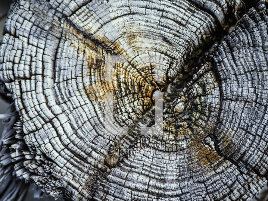 tree stump background 