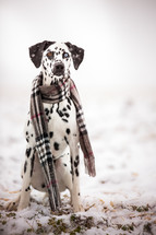 a dog in a scarf in the snow