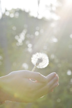 cupped hands holding a dandelion (vertical)
