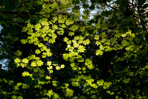 green summer leaves on a tree 