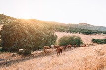 cows and bulls in the pasture of extremadura