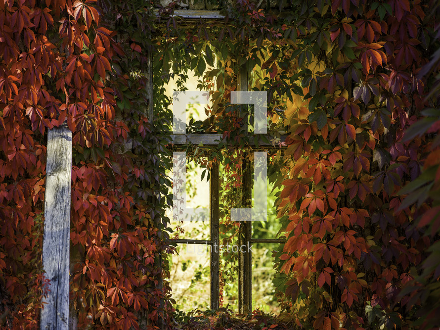 fall foliage, red ivy on a window 