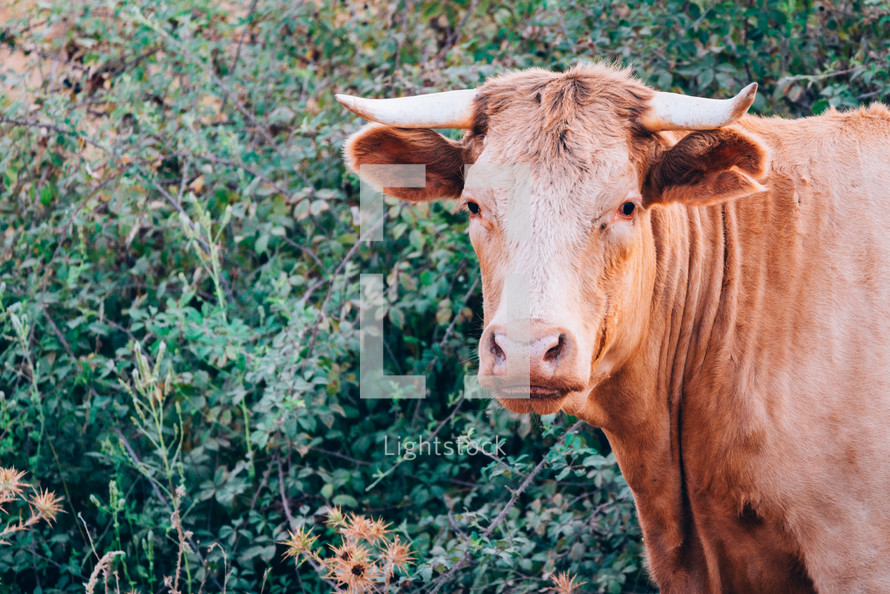 close-up portrait of a cow with copy space for text