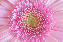 center of a pink flower 