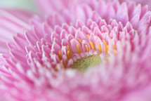 center of a pink flower 