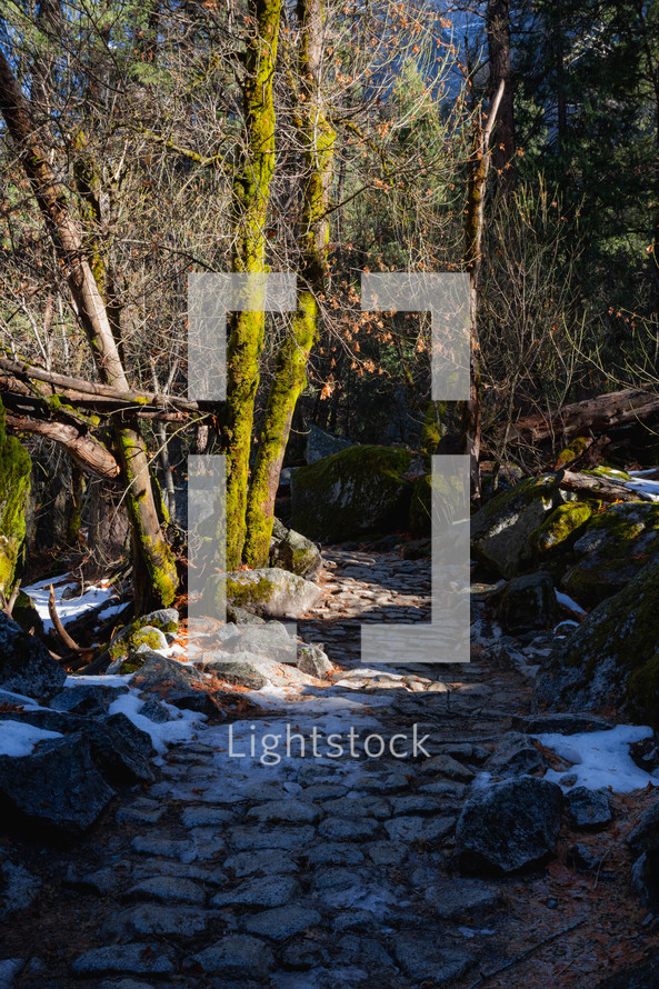 Stone path with mossy trees