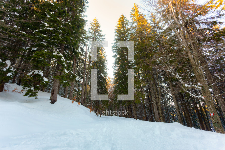 View from below the tops of pine trees against the sky. The branches of the trees are covered with white snow.