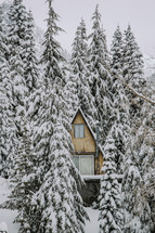 Snowfall on a forest of fir trees and a winter home.