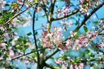 cherry blossoms 