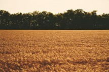 field of grains 