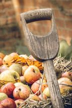 Harvested apples, fall garden