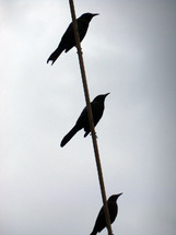 A trio of Birds sitting on a wire cable silhouetted against a cloudy gray sky.