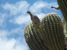 bird on a cactus in the heat of the desert in Arizona.