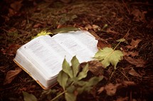 a Bible in fall leaves 