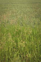 field of green 