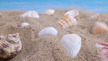 Seashells on the sand on a blue background. Summer vacation, beach, relaxation, sea, ocean, travel concept. Dolly shot 