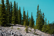 Pine trees on mountain