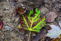 vibrant leaf on the ground 