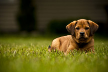 puppy resting in grass