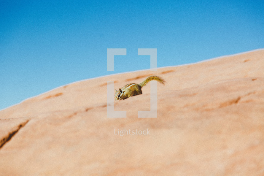 a chipmunk on a rock 