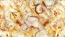 seashell watercolor montage allover design