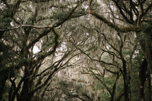 spanish moss on southern trees 