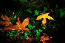 Fall leaves and vines on wet ground.