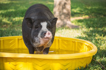 Pig in a plastic pool of water.