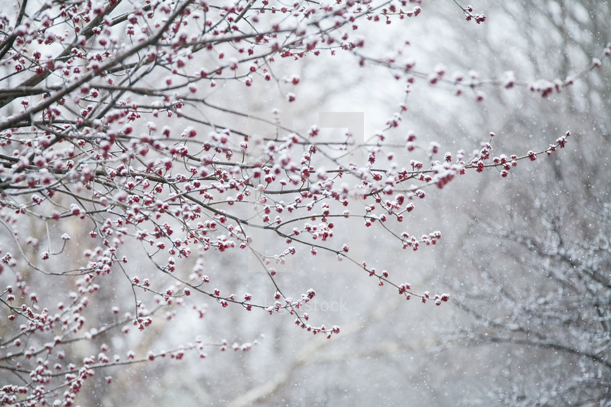 red berries on a winter tree