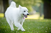 white dog 