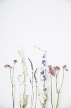 spring wildflowers on a white background 