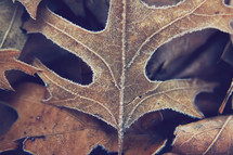 frost on a fall leaf 