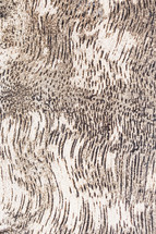 white tree bark texture 