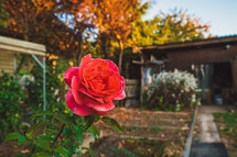 red rose and shed 