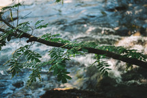 Tree branch by the river