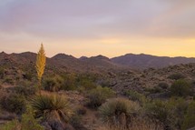 Yucca plants and rugged mountains in a high desert landscape