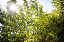 Bright alpine sunlight flares through a forest of Aspen in the Colorado Rocky Mountains in September - Sun flare and lens flare were caught in camera and are not a result of photo filters.