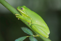 green tree frog 