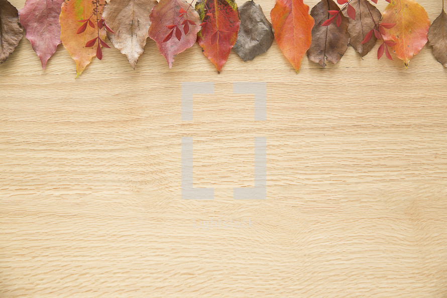 fall leaves border on wood 