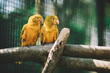 Yellow parrot couple