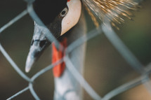 Black crowned crane beautiful portrait