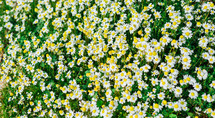 daisies in a field 